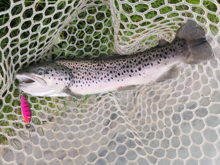 trota lacustre nuova parco laghi