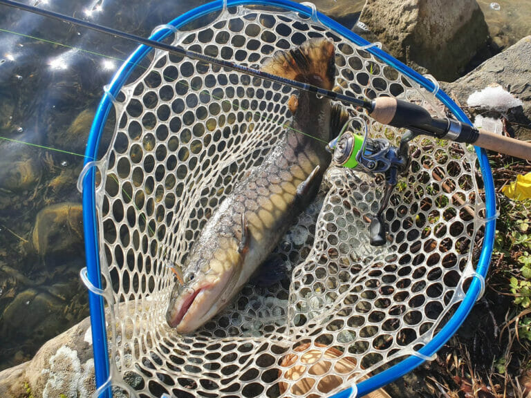 trota spinning nuova parco laghi