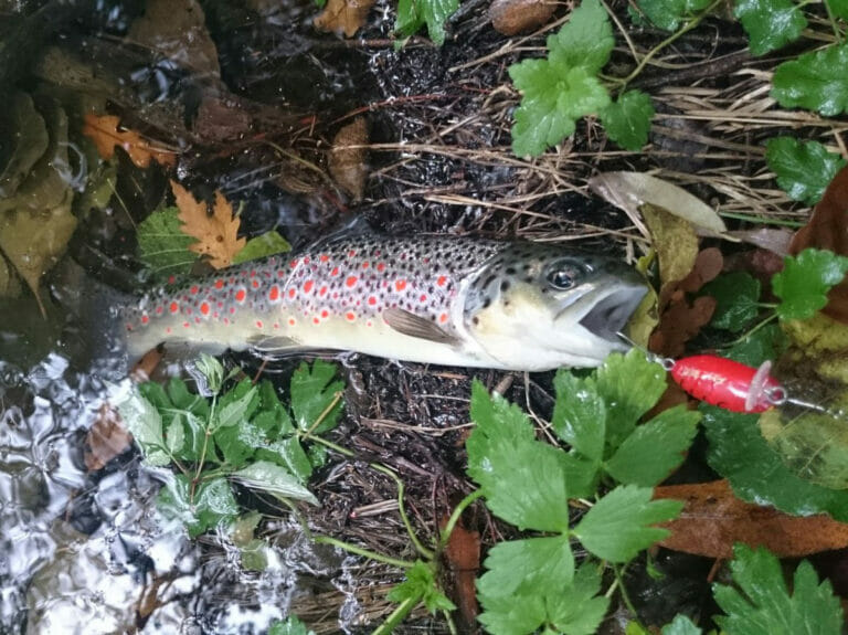 trota fario puccini laghetti riserva fario