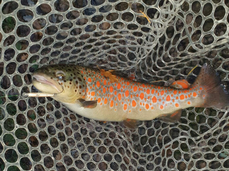 trota puccini riserva fario